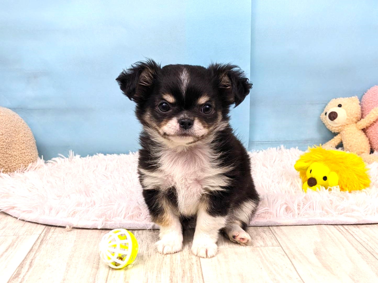 NewFace】おっとりチワワくん🍀 | ペットショップ 犬の家&猫の里